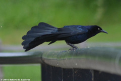 Quiscalus mexicanus