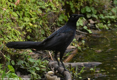 Quiscalus mexicanus