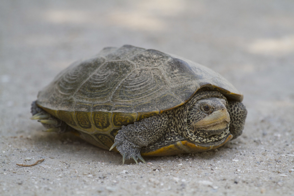 Carolina Diamondback Terrapin in June 2016 by Liam Wolff · iNaturalist