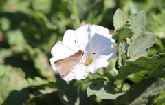 Lerodea eufala concepcionis