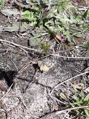 Eurranthis plummistaria