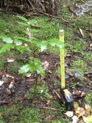 Alectryon excelsus excelsus