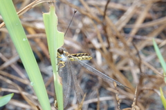 Suhpalacsa dietrichiae