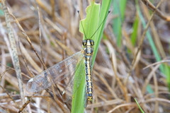Suhpalacsa dietrichiae