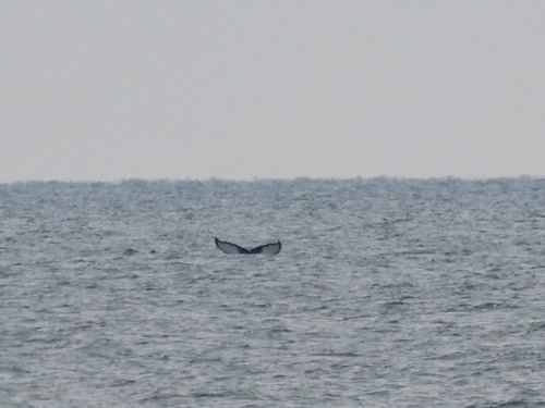 Humpback Whale photographed in Maryland
