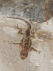 Sceloporus clarkii
