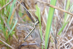 Suhpalacsa dietrichiae