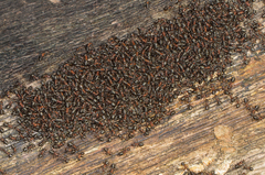 Formica polyctena × rufa