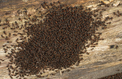 Formica polyctena × rufa