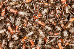 Formica polyctena × rufa