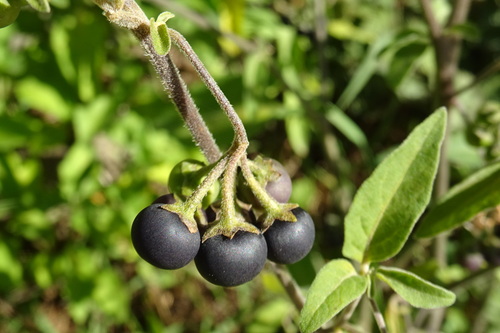 tall nightshade
