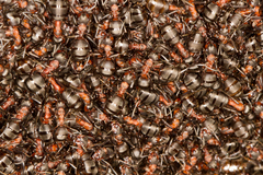 Formica polyctena × rufa