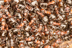 Formica polyctena × rufa