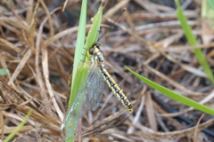 Suhpalacsa dietrichiae