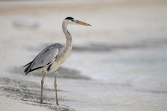 Grey Heron photo 3