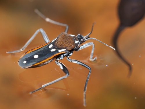Velora Insect Subgenus Velia · iNaturalist