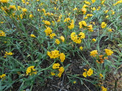 Amsinckia spectabilis