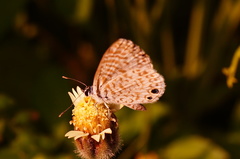 Leptotes cassius cassidula