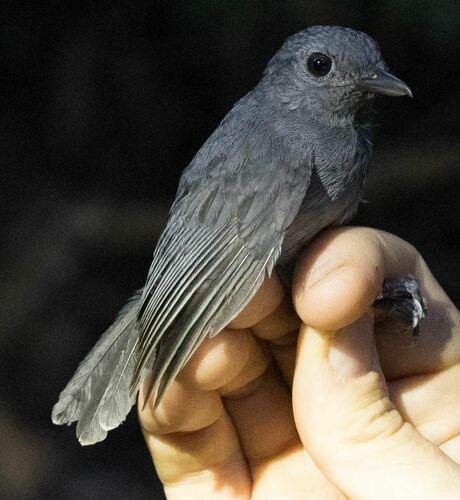 Dusky-throated Antshrike