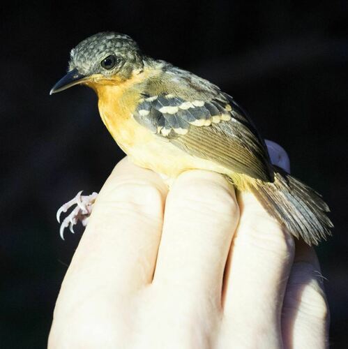 Southern Chestnut-tailed Antbird (Sciaphylax hemimelaena), photo 4