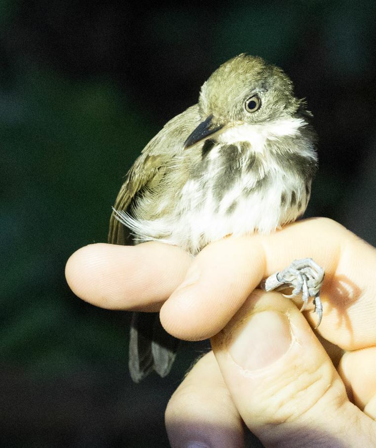 Ringed Antpipit (Corythopis torquatus), photo 1