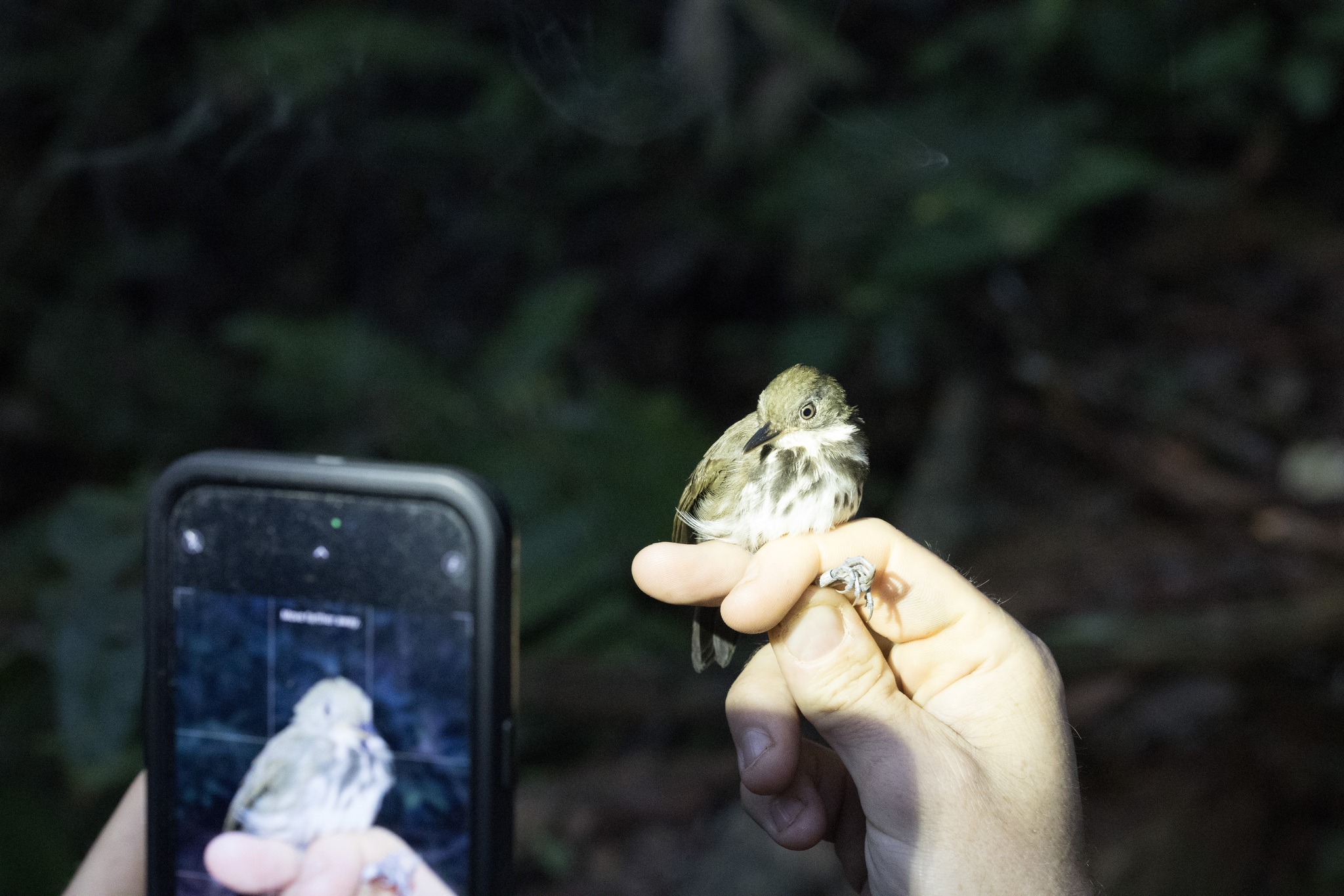 Ringed Antpipit (Corythopis torquatus), photo 2