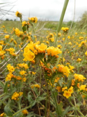 Amsinckia spectabilis