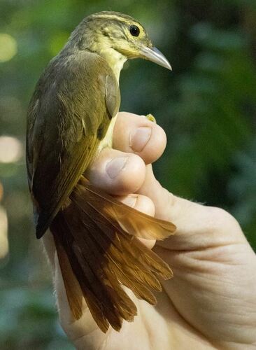 Rufous-rumped Foliage-gleaner (Neophilydor erythrocercum), photo 3