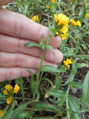 Amsinckia spectabilis