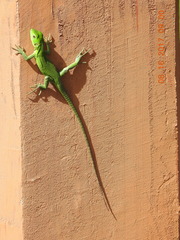 Ctenosaura pectinata