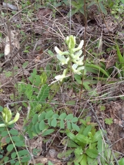 Astragalus soxmaniorum