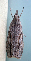 Eudonia bisinualis