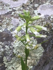 Borodinia missouriensis