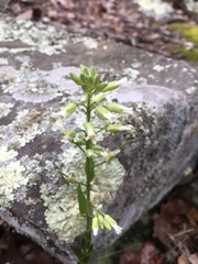 Borodinia missouriensis
