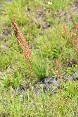 Rumex hastatulus