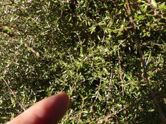 Coprosma propinqua propinqua
