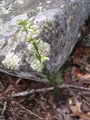 Borodinia missouriensis