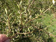 Coprosma propinqua propinqua