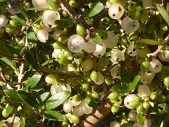 Coprosma propinqua propinqua