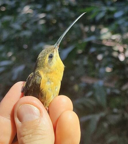 Needle-billed Hermit (Phaethornis philippii), photo 7