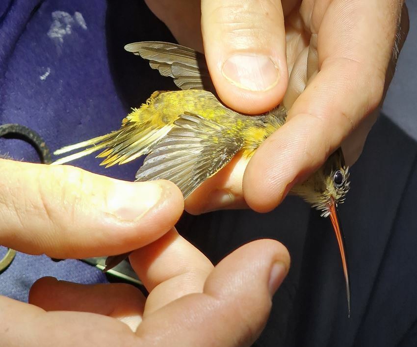 Needle-billed Hermit (Phaethornis philippii), photo 5