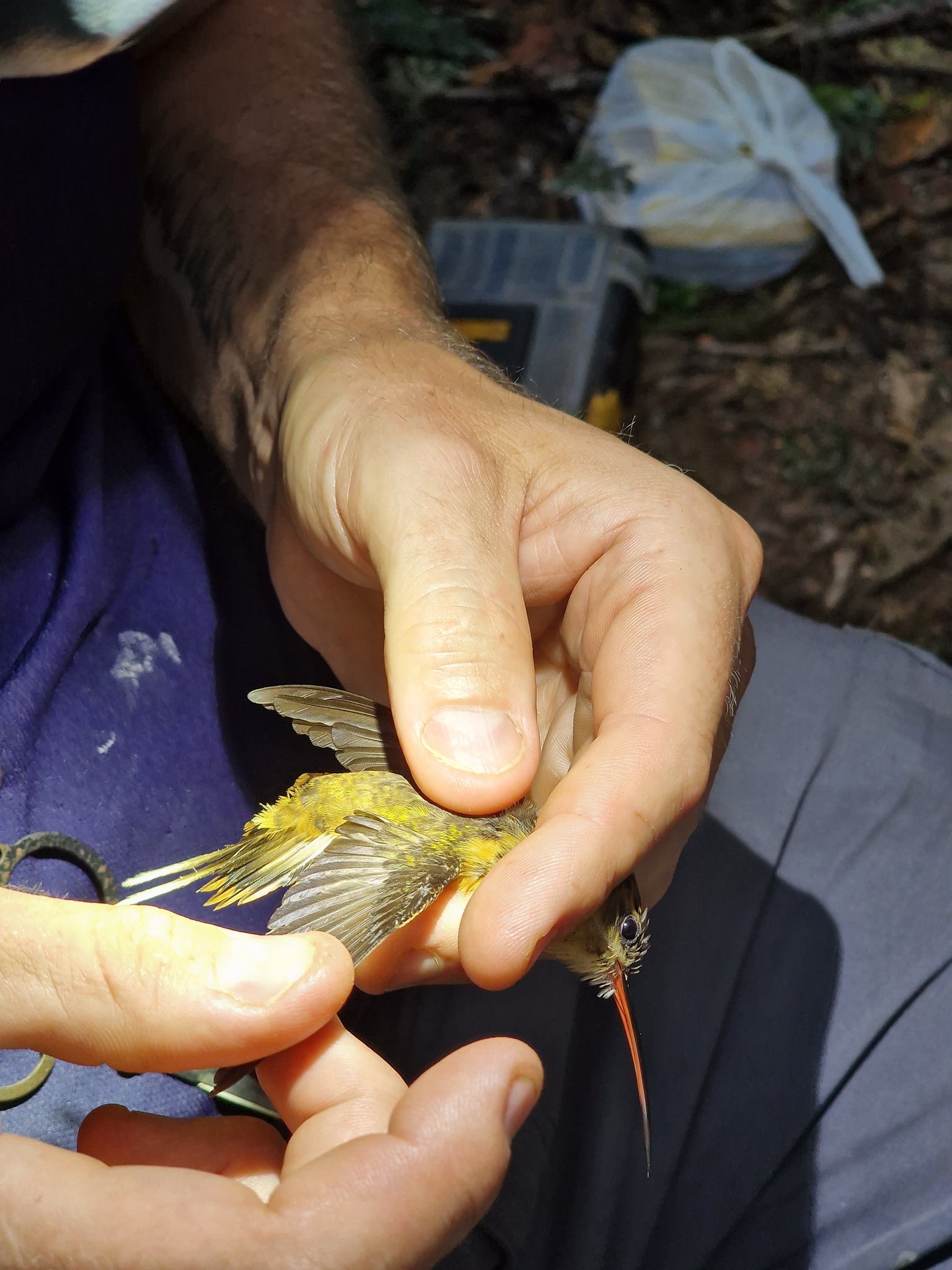 Needle-billed Hermit (Phaethornis philippii), photo 2