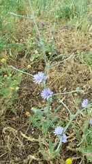 Cichorium pumilum