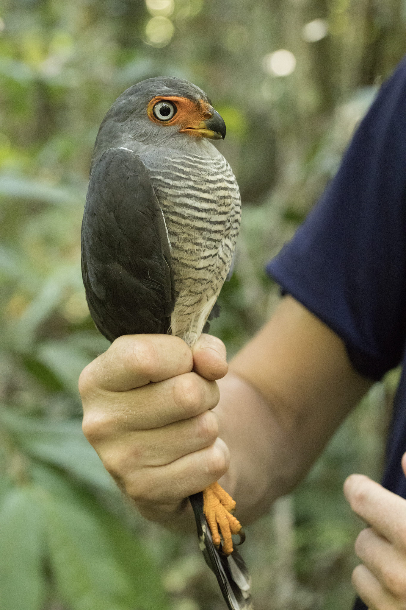 Lined Forest Falcon (Micrastur gilvicollis), photo 5
