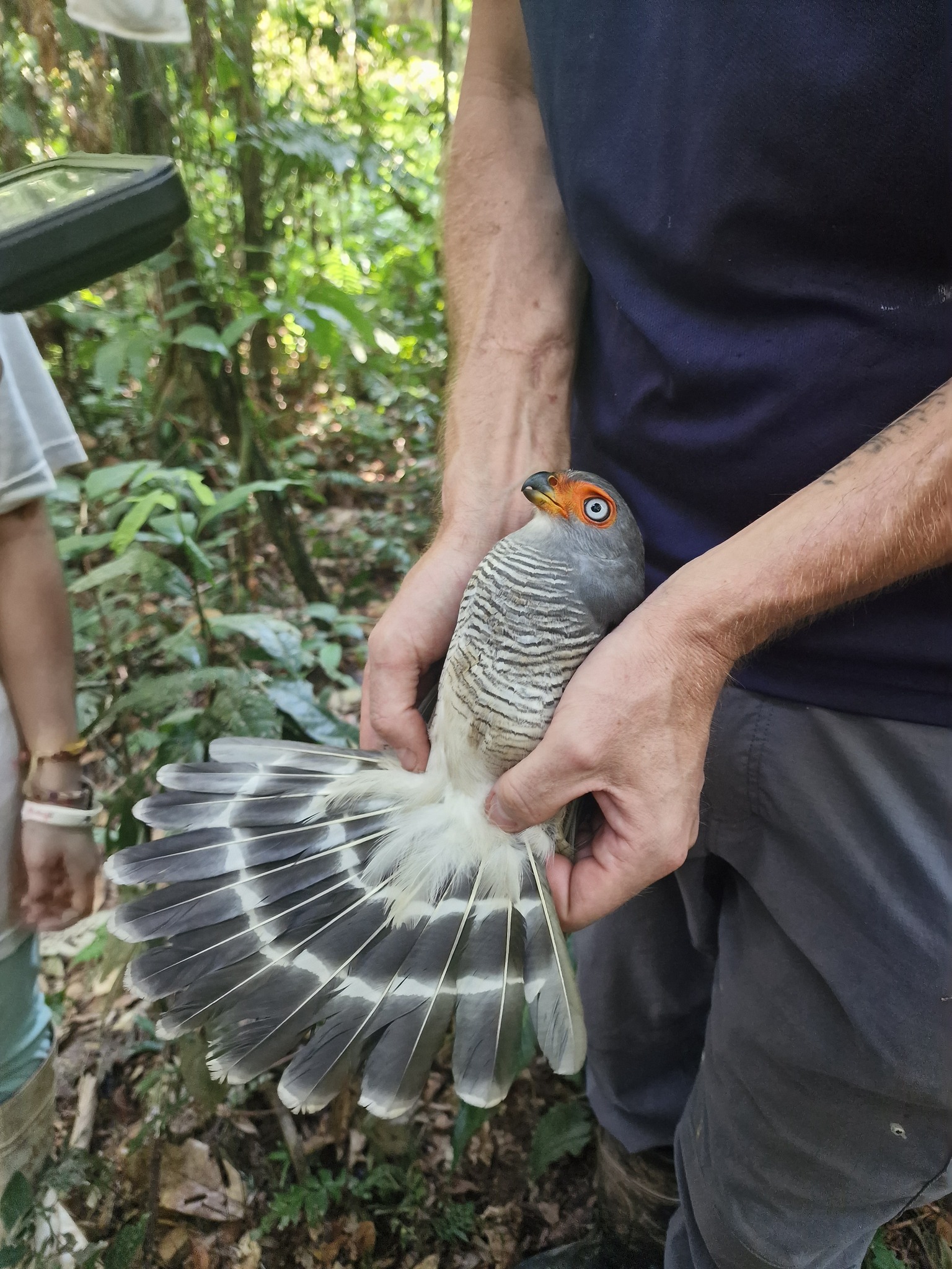 Lined Forest Falcon (Micrastur gilvicollis), photo 6
