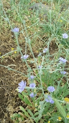 Cichorium pumilum