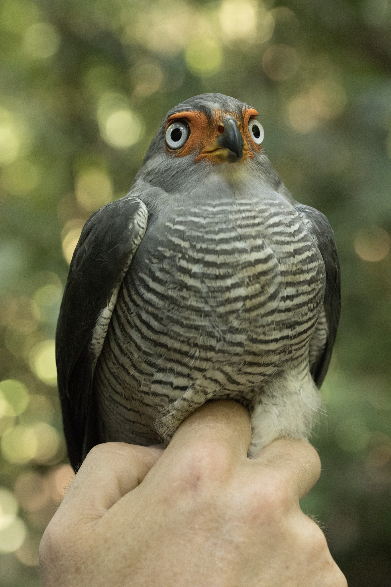 Lined Forest Falcon (Micrastur gilvicollis), photo 4