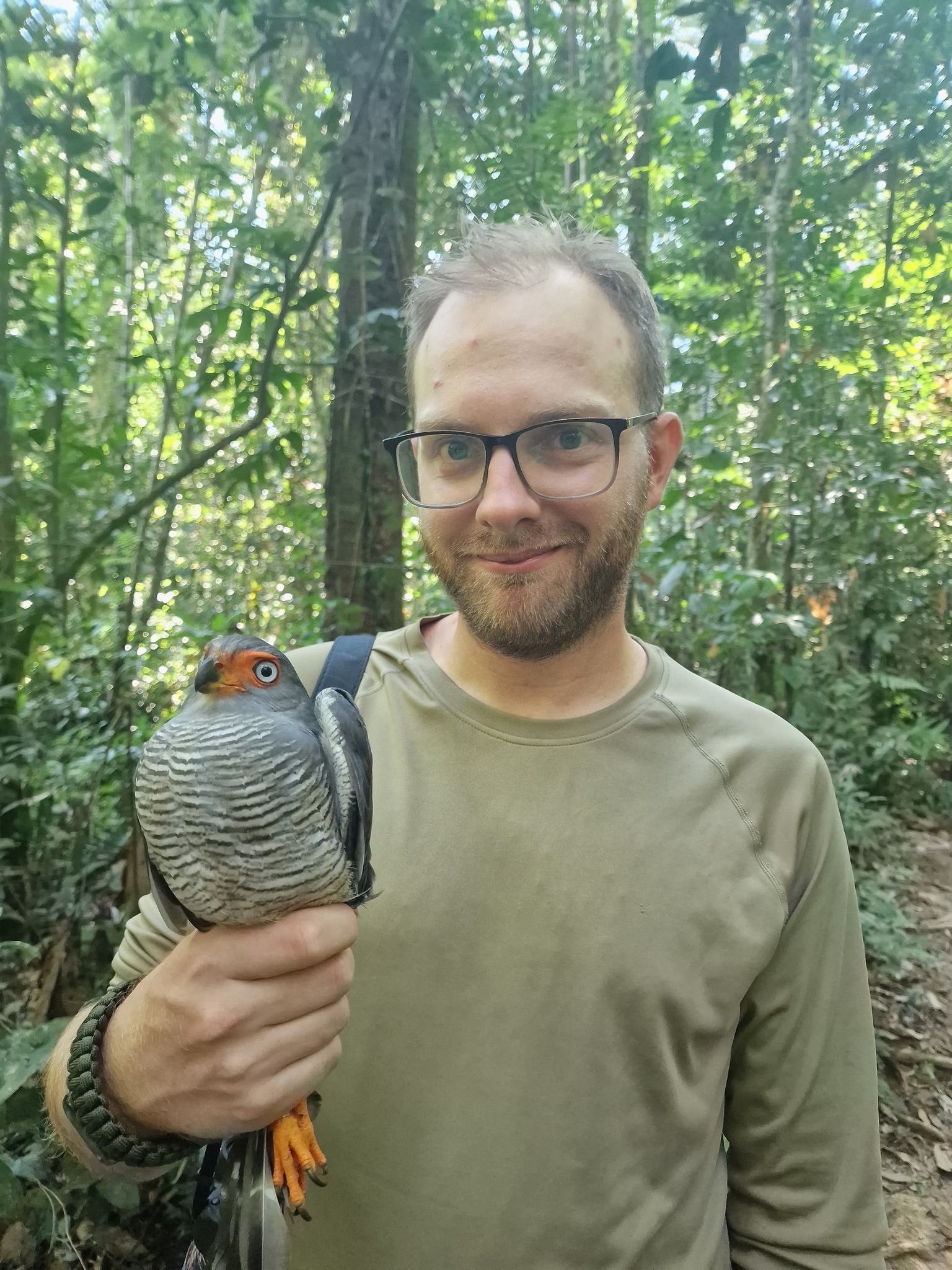 Lined Forest Falcon (Micrastur gilvicollis), photo 8