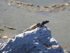 Ctenosaura pectinata