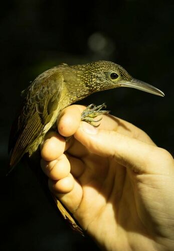 Elegant Woodcreeper (Xiphorhynchus elegans), photo 2